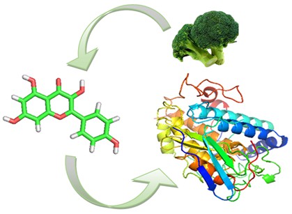 Catalyzing Kaempferol from Broccoli Fruit (Brassica oleracea var. italica) on Tyrosinase Protein for Regulation of Melanin Synthesis in-Slico
