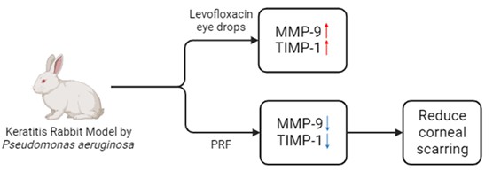 Effect of Platelet-Rich Fibrin (PRF) Membrane on the Expression of Matrix Metalloproteinase 9 (MMP-9) and Tissue Inhibitor of Metalloproteinase 1 (TIMP-1) in Corneal Wound Healing: Pseudomonas aeruginosa Keratitis