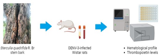 Effect of Sterculia quadrifida R. Br Stem Bark on Hematological Profile and Thrombopoietin Levels in DENV-3-infected Wistar Rats 