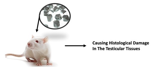 Effectivity and Safety After Intravitreal Triamcinolone Acetonide and Bevacizumab Titanium Dioxide (TiO2) Nanoparticles Induced Gonadal Toxicity in Exposed Male Sprague-Dawley Rats