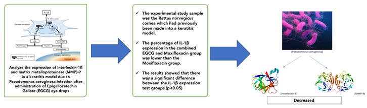 The Effectiveness of Epigallocatechin Gallate (EGCG) Eye Drops to Interleukin -1ß and Matrix Metalloproteinase (MMP)-9 Expression in Pseudomonas Aeruginosa Keratitis: An In Vitro Approach